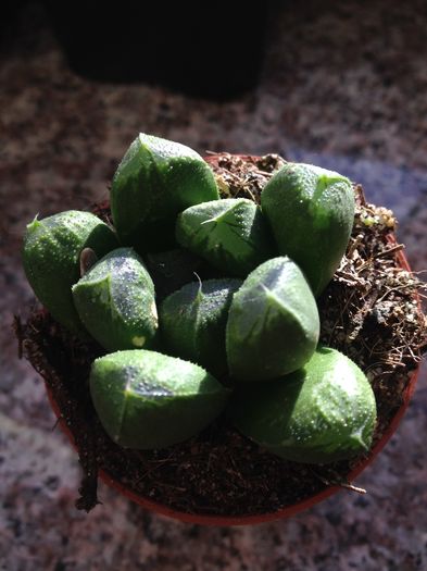 Haworthia maughani hybrid