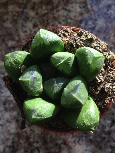 Haworthia maughani hybrid
