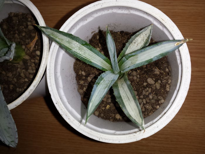 Multumesc cameliaungureanu.sunphoto.ro; Agave americana mediopicta alba striata
