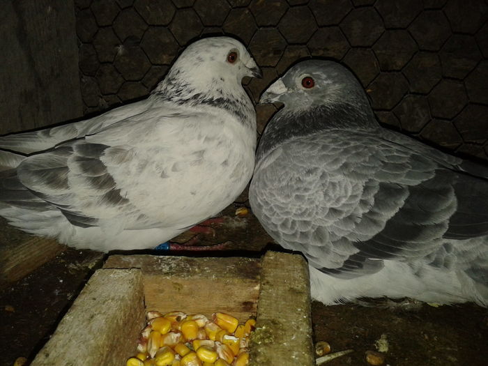 fem 2014-mascul 2009