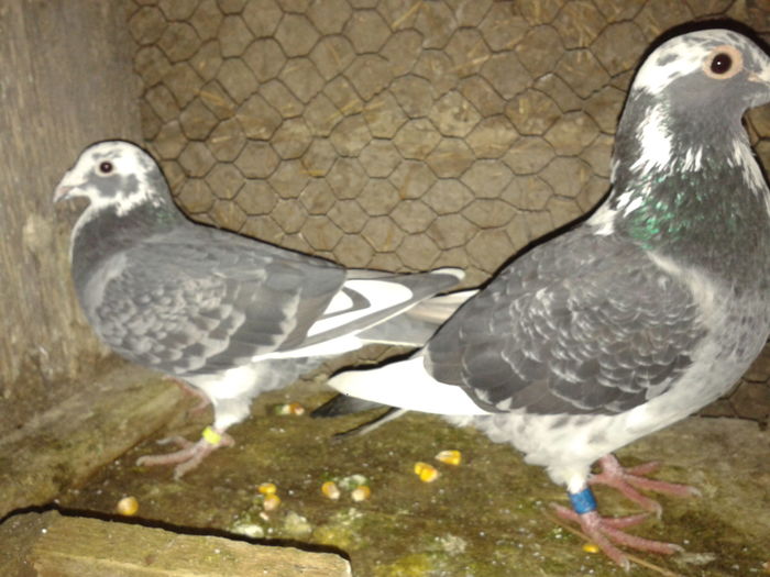 fem BG 2007-mascul 2015