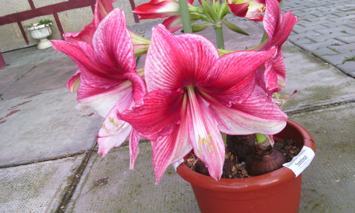 IMG_20160301_164916[1] - Amarilisii mei