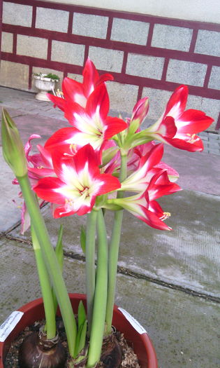 IMG_20160301_164932[1] - Amarilisii mei