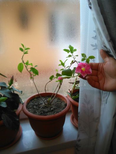 IMG-20160306-WA0000 - Florile mele 2015