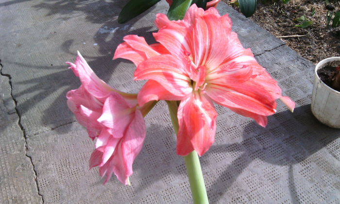 IMG_20160306_142810[1] - Amarilisii mei