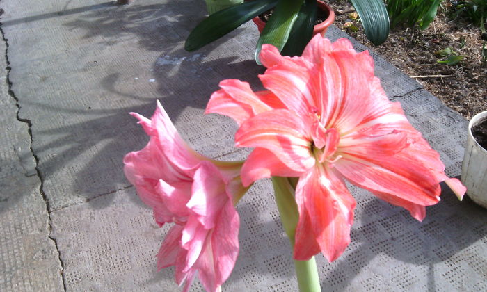 IMG_20160306_142805[1] - Amarilisii mei