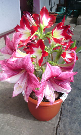 IMG_20160306_143101[1] - Amarilisii mei