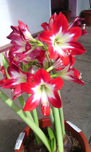 IMG_20160306_143129[1]