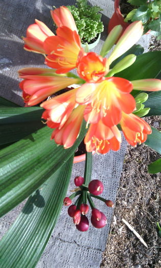 IMG_20160306_142720[1] - clivia