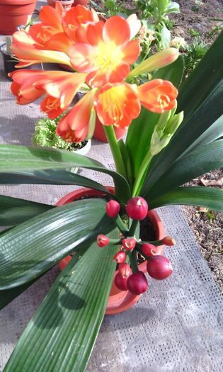 IMG_20160306_142827[1] - clivia