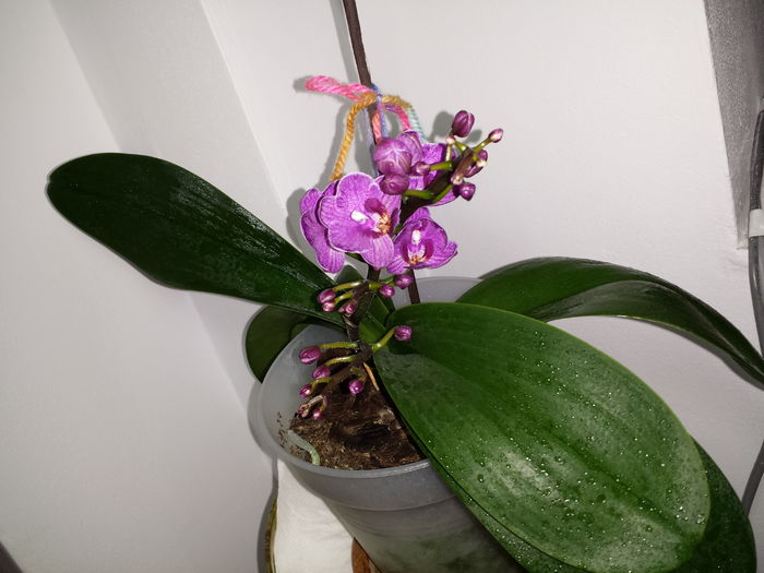 Trimis la - andreiacamelia.sunphoto.ro; Orhidee Phalaenopsis
