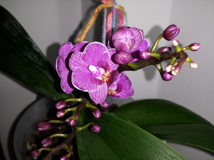 Trimis la - andreiacamelia.sunphoto.ro; DETALIU - Orhidee Phalaenopsis
