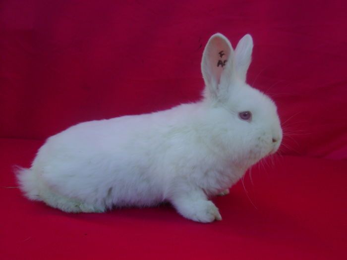 Fem A5 (RO352)-3,5 Luni - Predesti - DJ