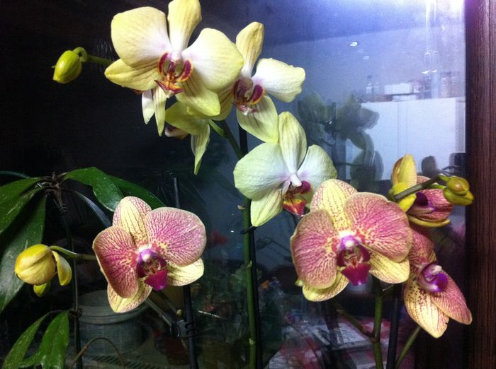 image - Orhidee