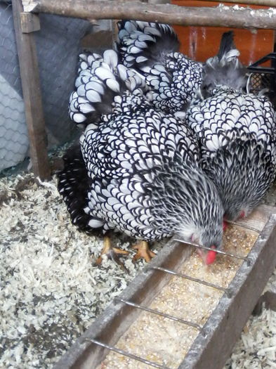 IMG_20160305_115903 - WYANDOTTE ARGINTIU 2015-2016