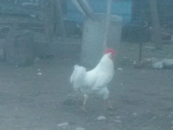 IMG_20160306_171357 - gaini