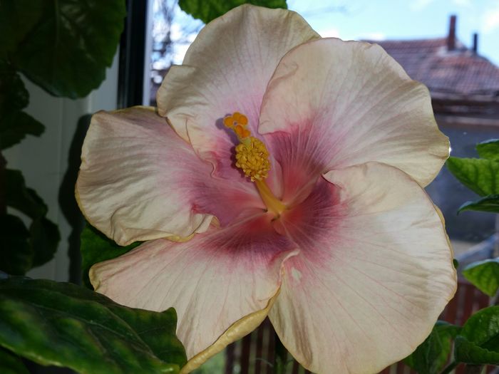  - tahitian lavender pastel