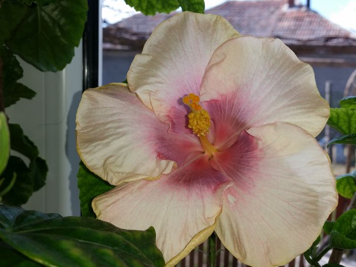 - tahitian lavender pastel
