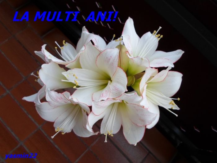 SAM_2260 - 1 si 8 Martie LA MULTI ANI