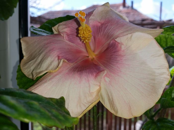  - tahitian lavender pastel