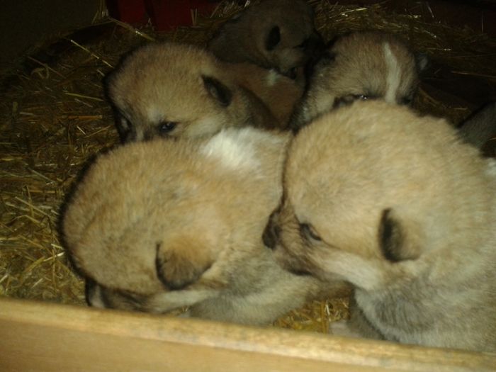 20160308_112610[1] - AKIRA-femela rasa Akita Inu Japonez