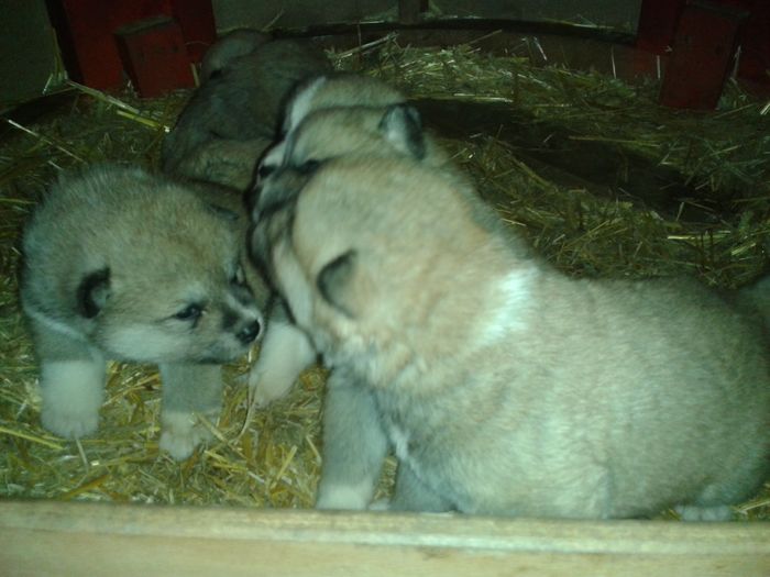 20160308_112603[1] - AKIRA-femela rasa Akita Inu Japonez