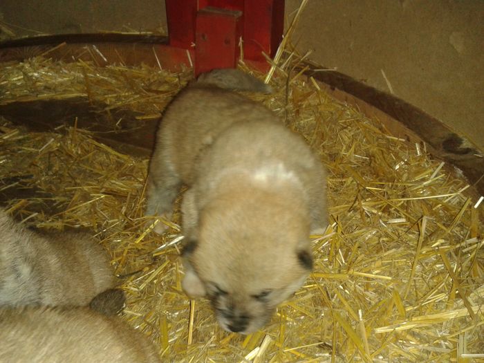 20160308_112555[1] - AKIRA-femela rasa Akita Inu Japonez