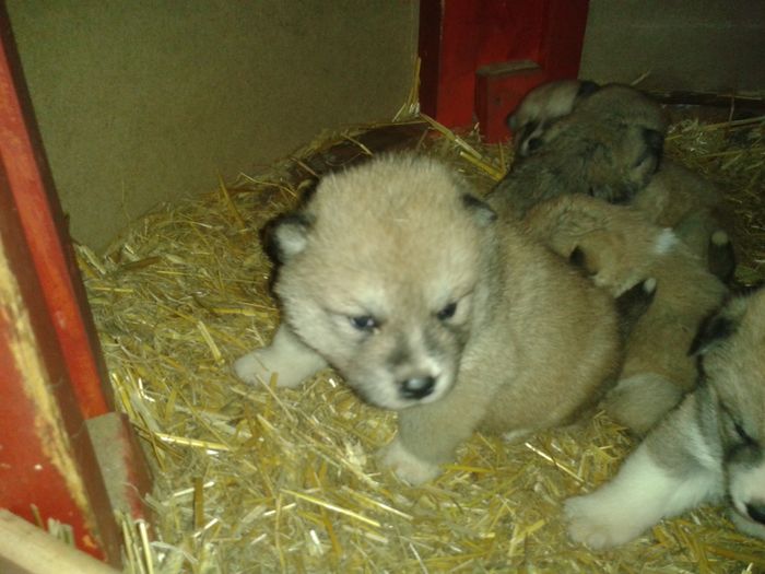 20160308_112549[1] - AKIRA-femela rasa Akita Inu Japonez