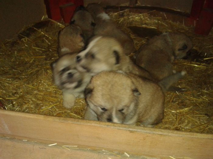20160308_112533[1] - AKIRA-femela rasa Akita Inu Japonez