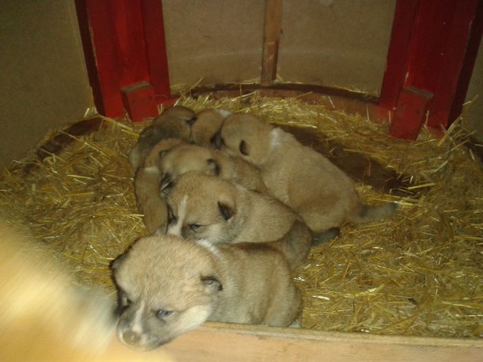 20160308_112523[1] - AKIRA-femela rasa Akita Inu Japonez