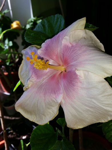  - tahitian lavender pastel