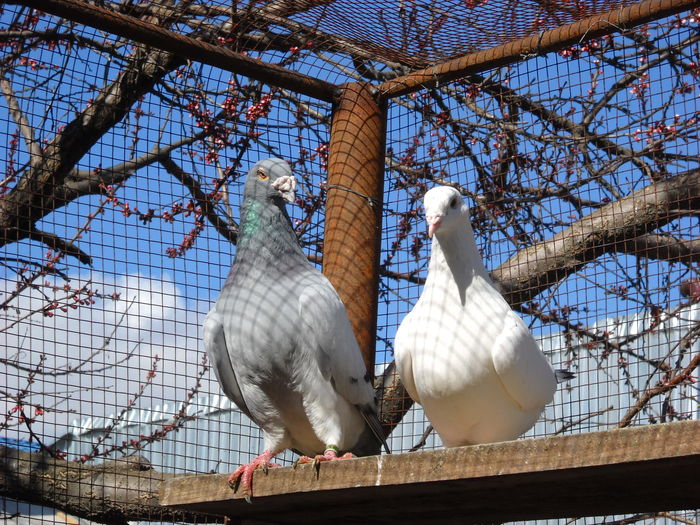 Picture 3993 - 1 AAB PORUMBEI STANDARD 2016