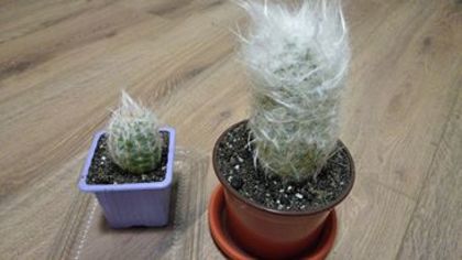 Oreocereus trollii - Cactusi si Suculente