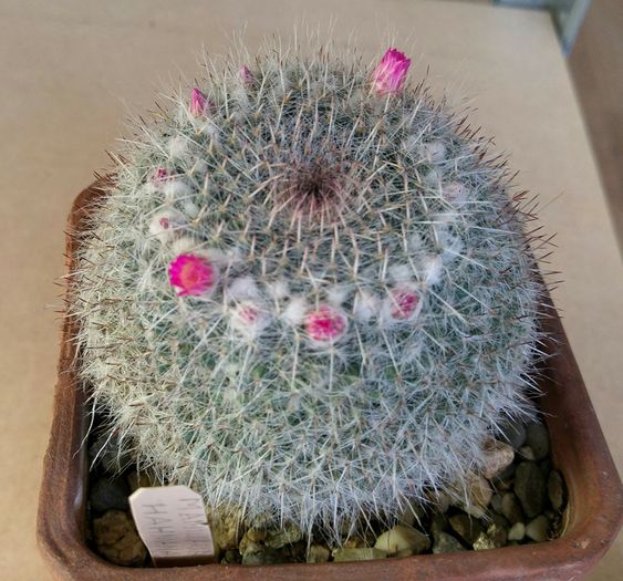 Mammilaria Hahniana Woodsi