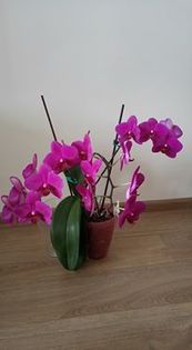 orhidee 4