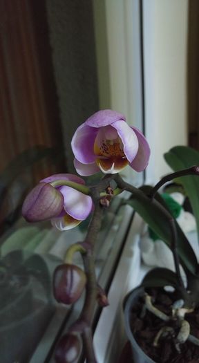 orhidee 3