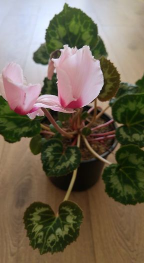 cyclamen roz - Alte_Flori