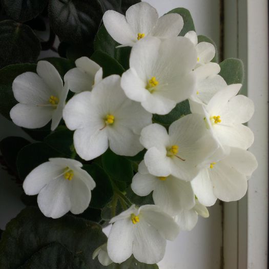 IMAG1333 - flori de interior