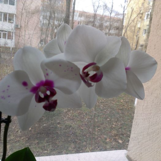 IMAG1340_BURST002 - flori de interior