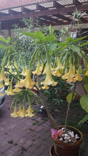 brugmansia 2015; Brugmansia mea in 2015
