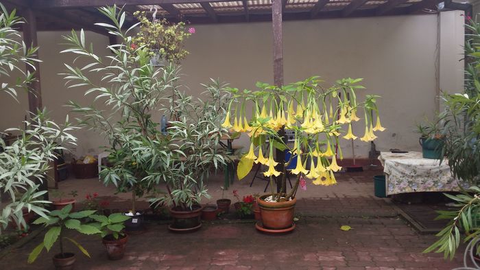 brugmansia 2015