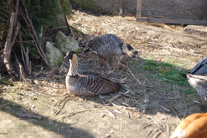 DSC_0169 - Gaste Hawaii - Branta sandvicensis