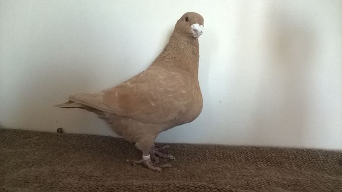 WP_20160308_16_03_16_Pro - AMERICANI VANDUTI