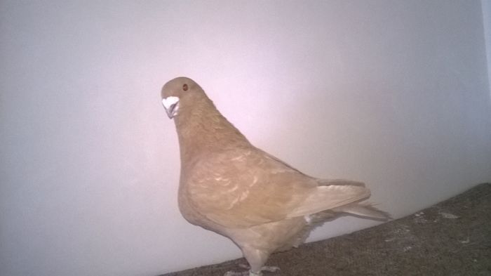 WP_20160308_16_03_50_Pro - AMERICANI VANDUTI