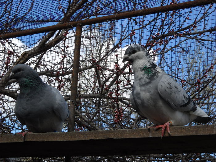 Picture 3997 - 1 AAB PORUMBEI STANDARD 2016