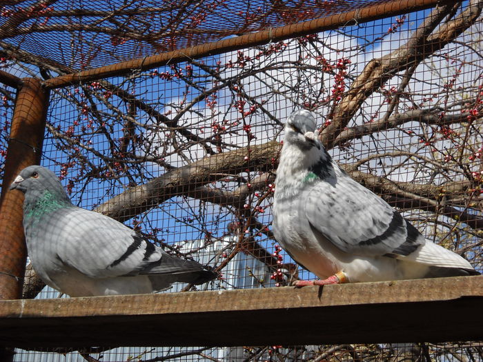 Picture 3999 - 1 AAB PORUMBEI STANDARD 2016