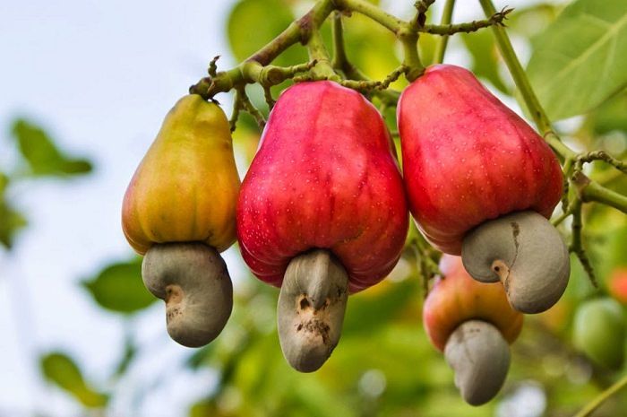 cashew