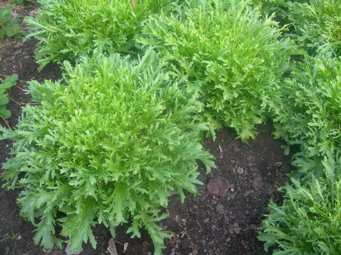 Cichorium endivia - alte vegetale de consum putin cunoscute
