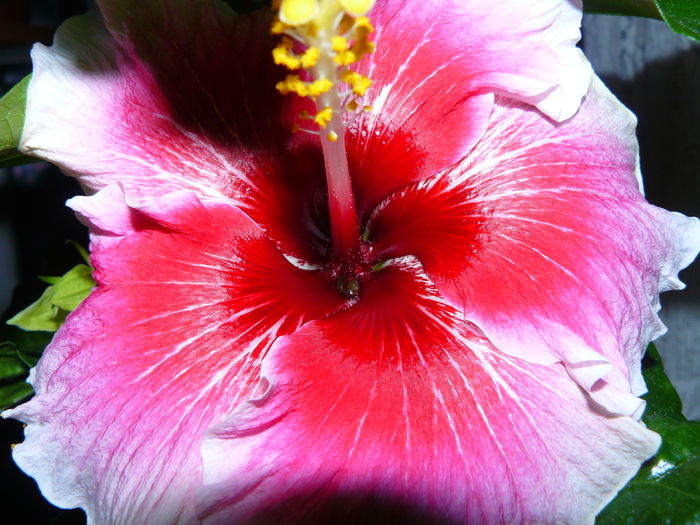 P1050145 - Plum Pizzazz si Moorea Imperial Blossom