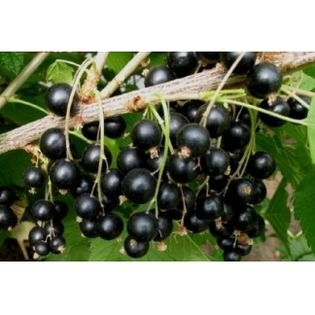 ach-coacaz perla-neagra